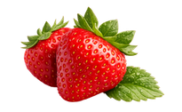 Water melon vector image